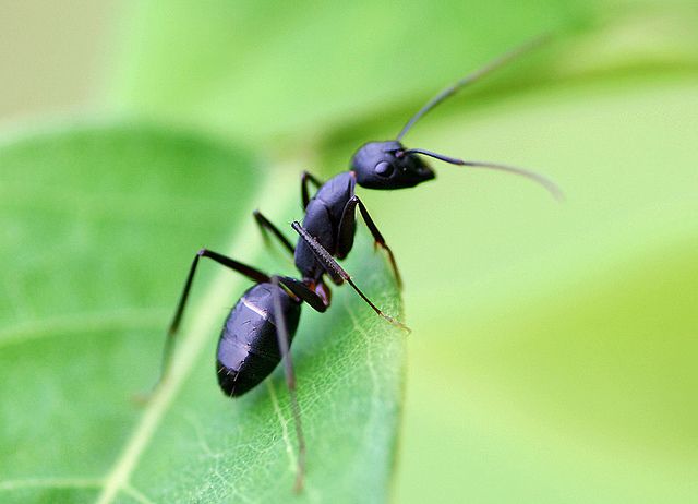 Black Garden Ant