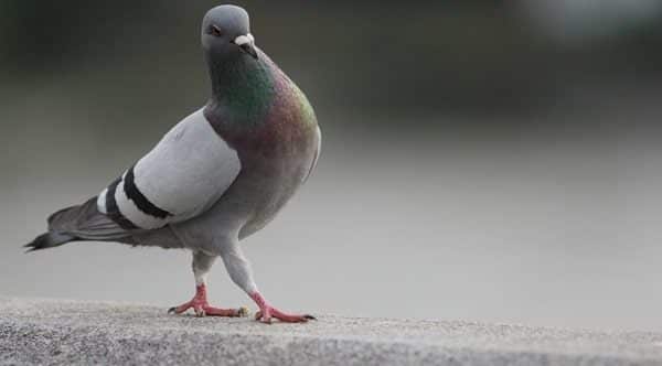 Pigeon control