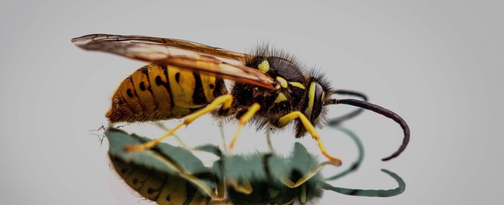 Wasps
