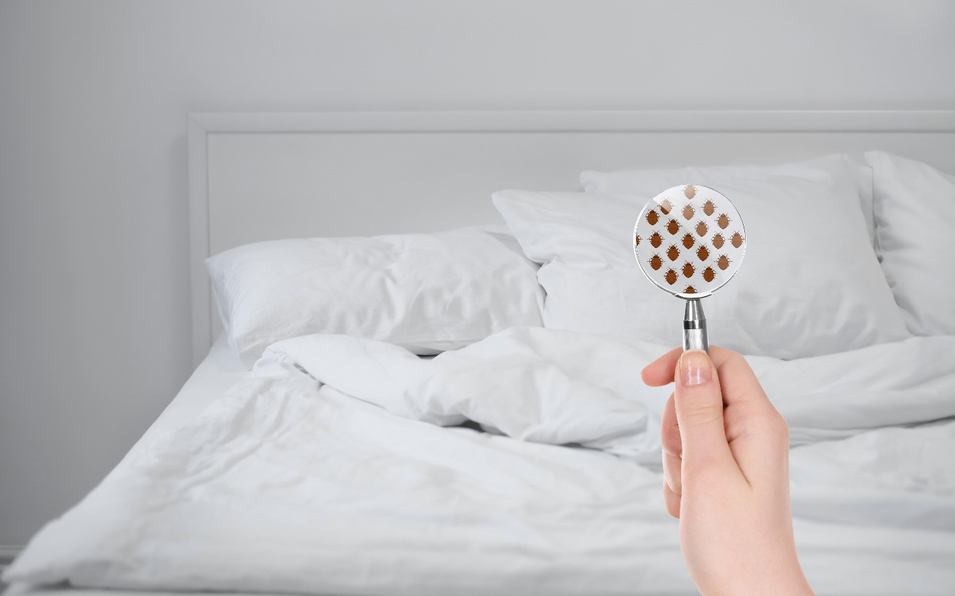 bed bugs under magnifying glass