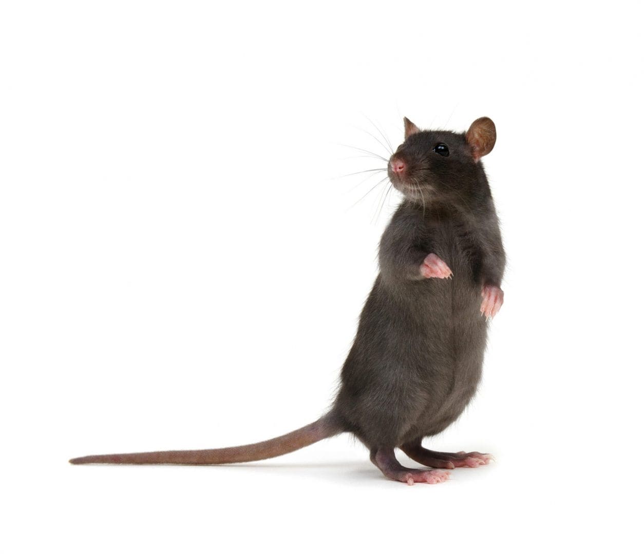 Rat facts - Rodent control