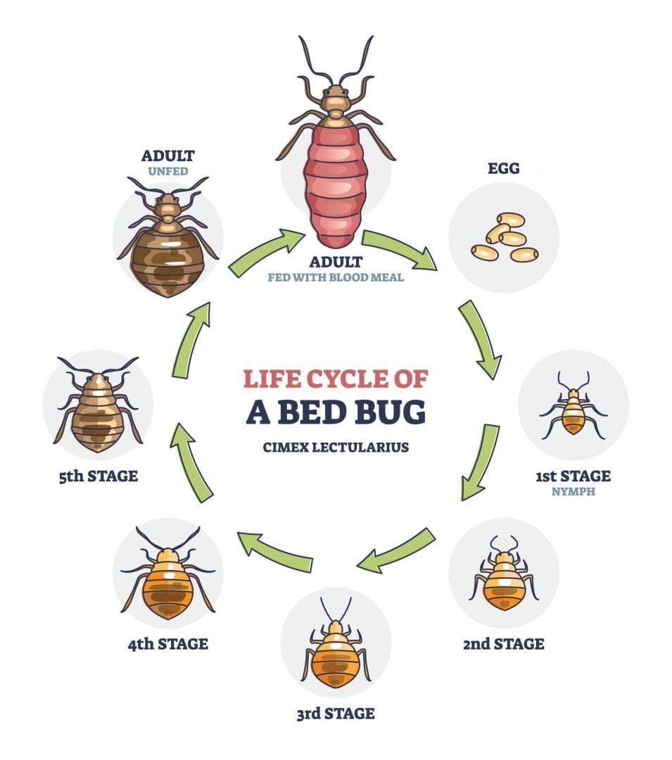 The Life Cycle of a Bed Bug - Vergo Pest Management