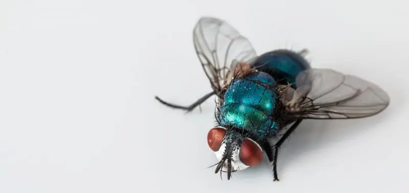 Blow Fly