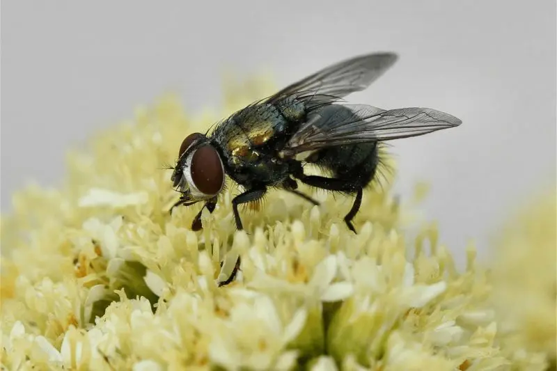 Cluster Fly