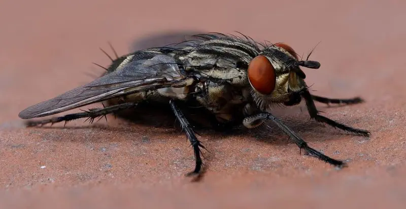 House Fly