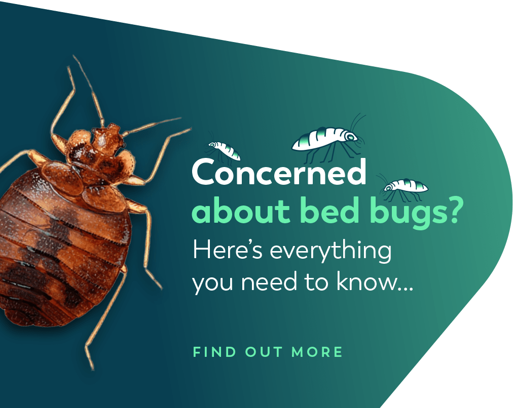 Concerned about bed bugs?