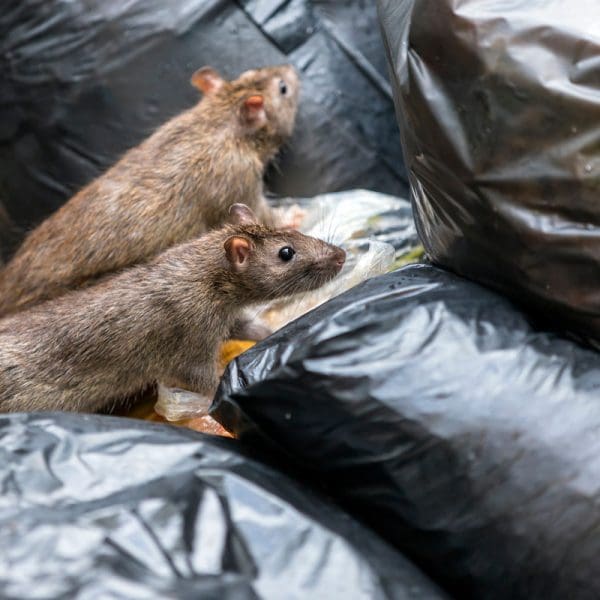 Rats on bin bags