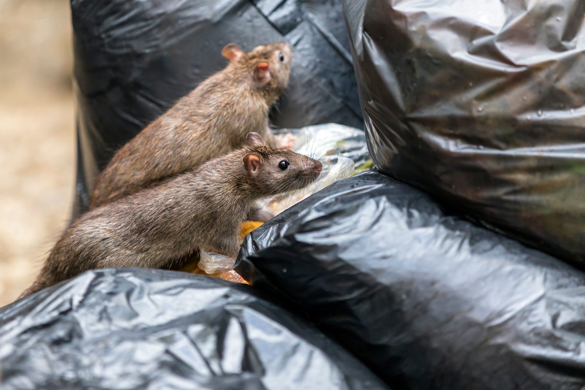 How to prevent rats? Vergo Pest Management