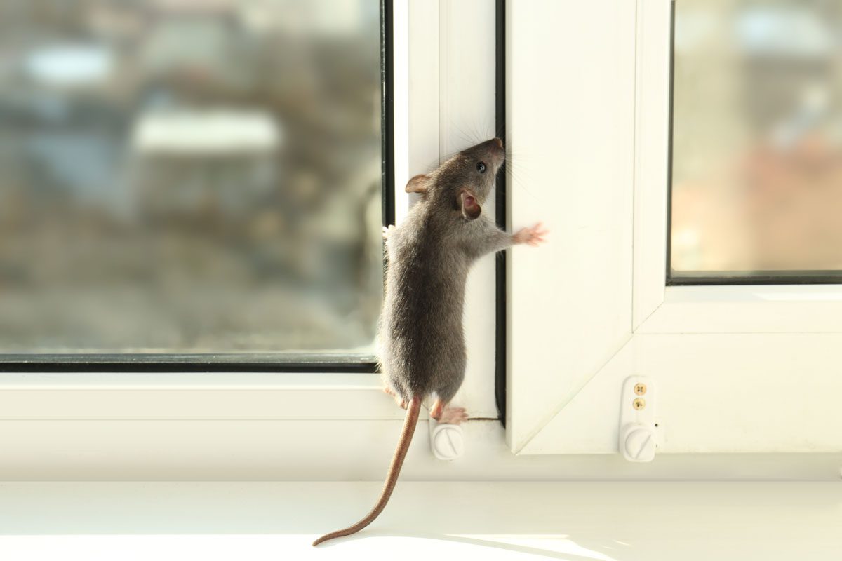 Rat climbing up a window