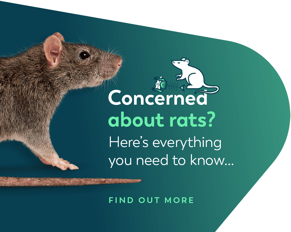 Concerned about rats?
