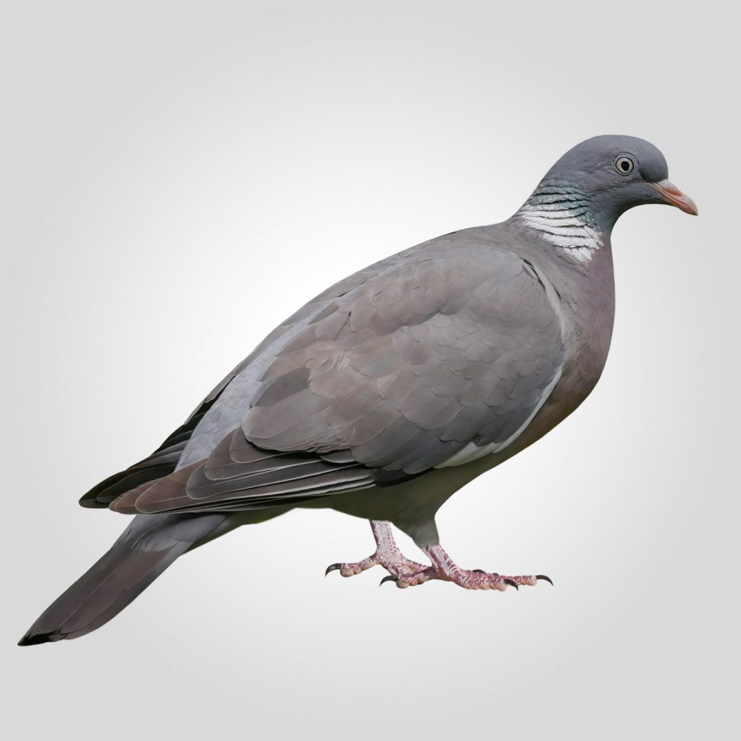 Different Types Of Pigeon Different Types Of Pigeon