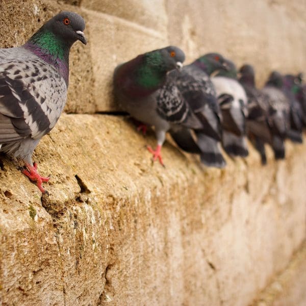 Bird Control
