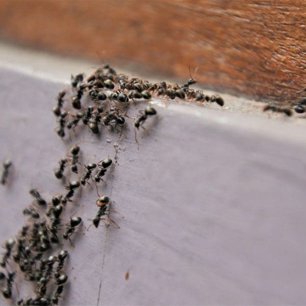 ants