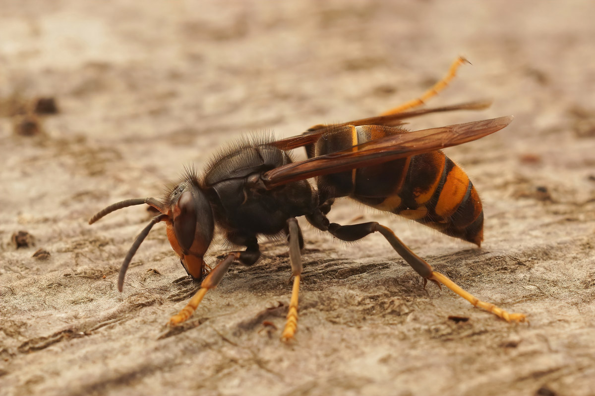 Asian Hornets