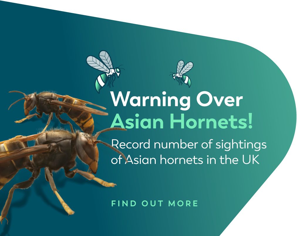Asian Hornet CTA