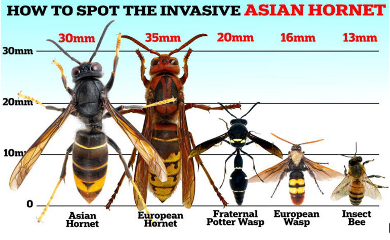 Asian Hornets- The Rising Threat in the UK | Vergo Blog