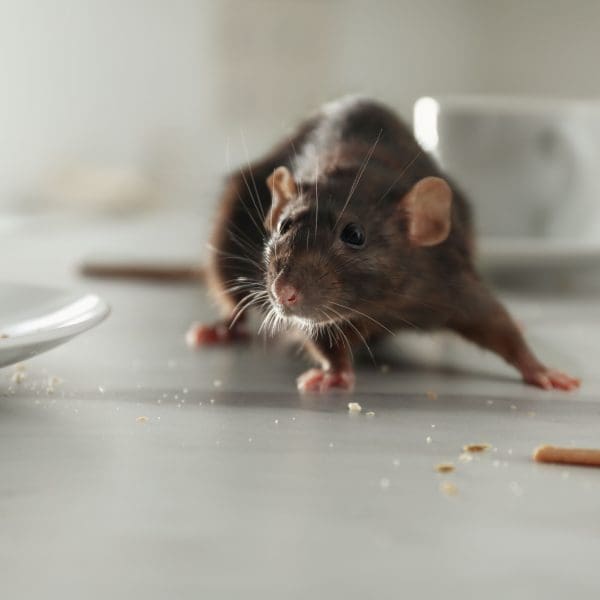 DIY Pest Control