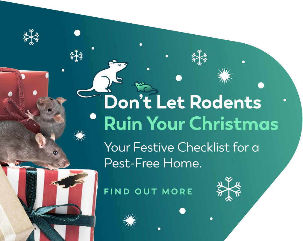 Don't let rodents ruin your christmas