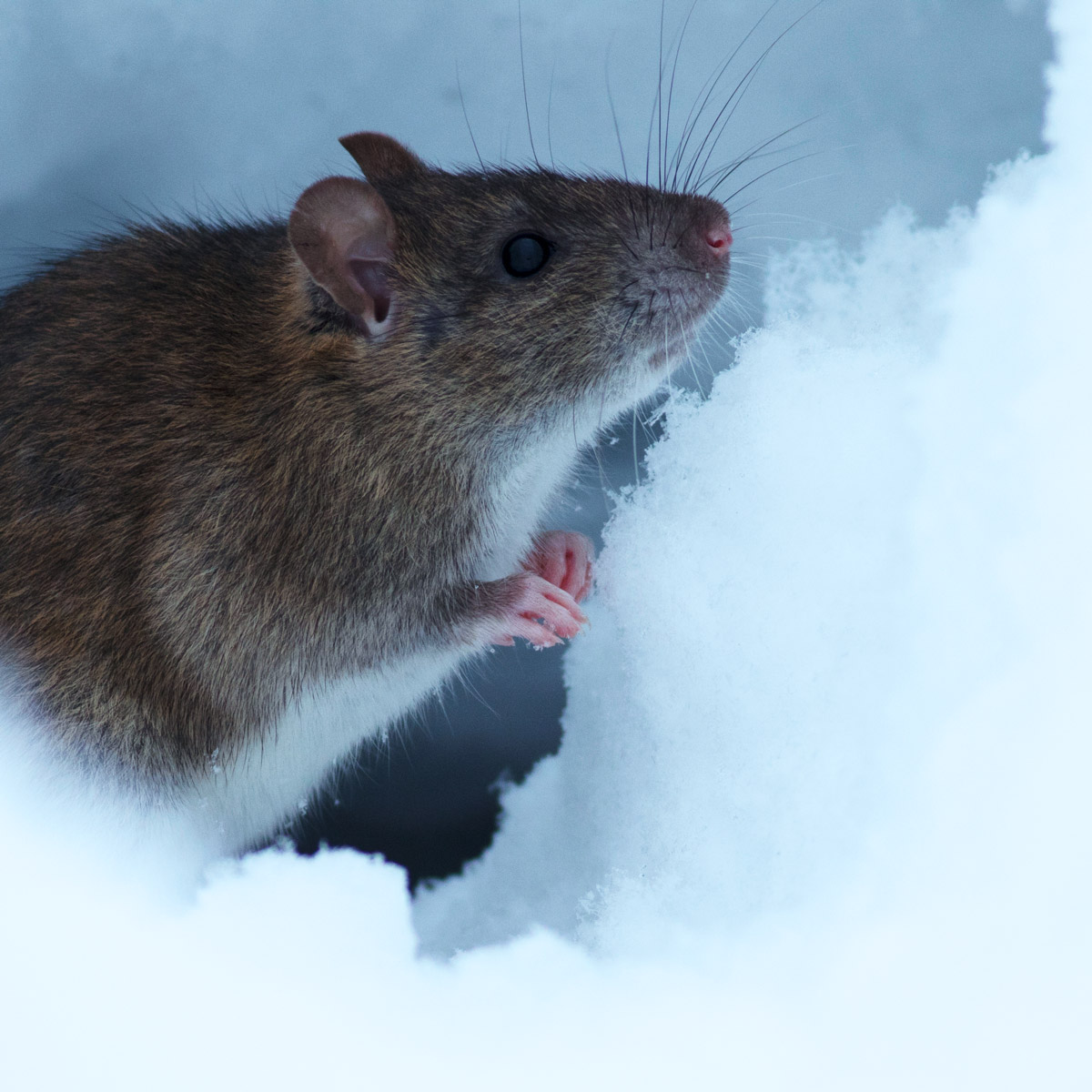 Rat in the snow