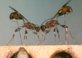 Parasitic wasps laying eggs in woodworm