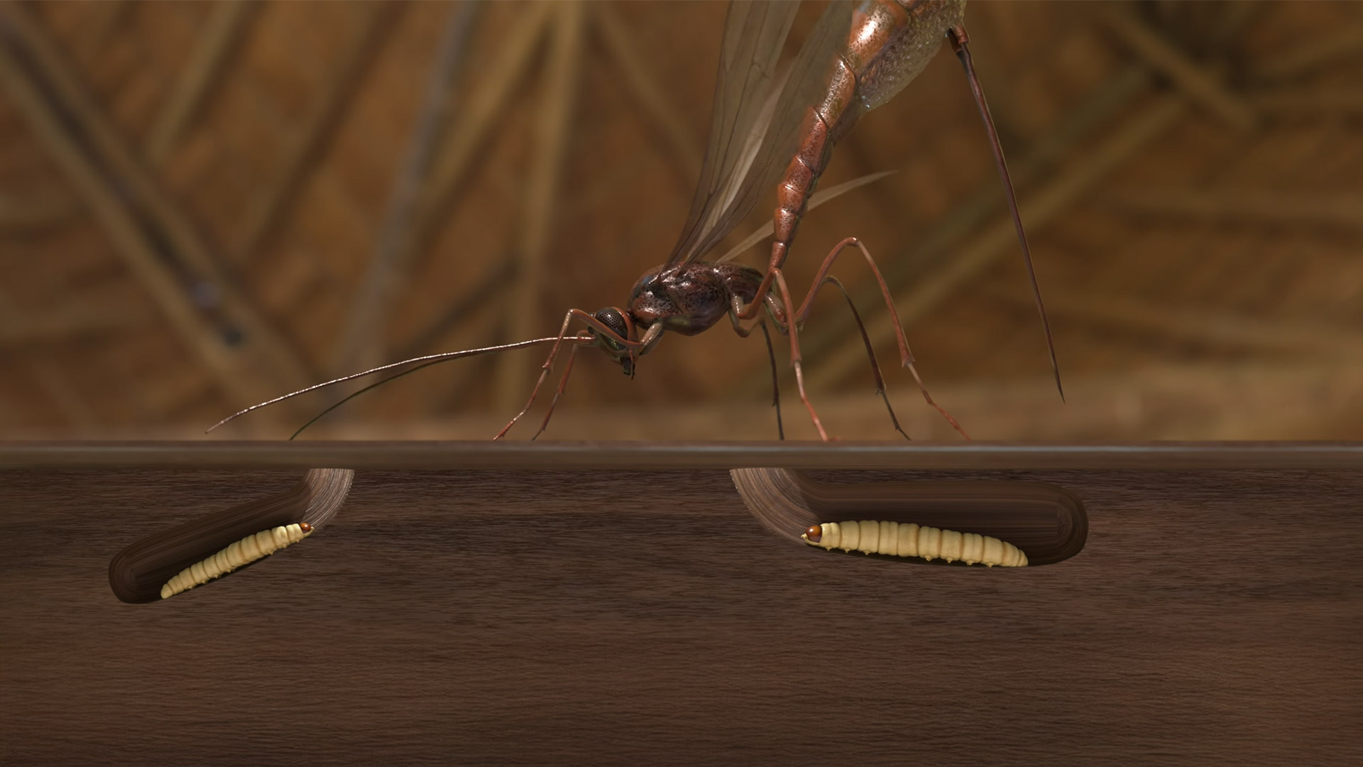 Parasitic wasp looking for woodworm