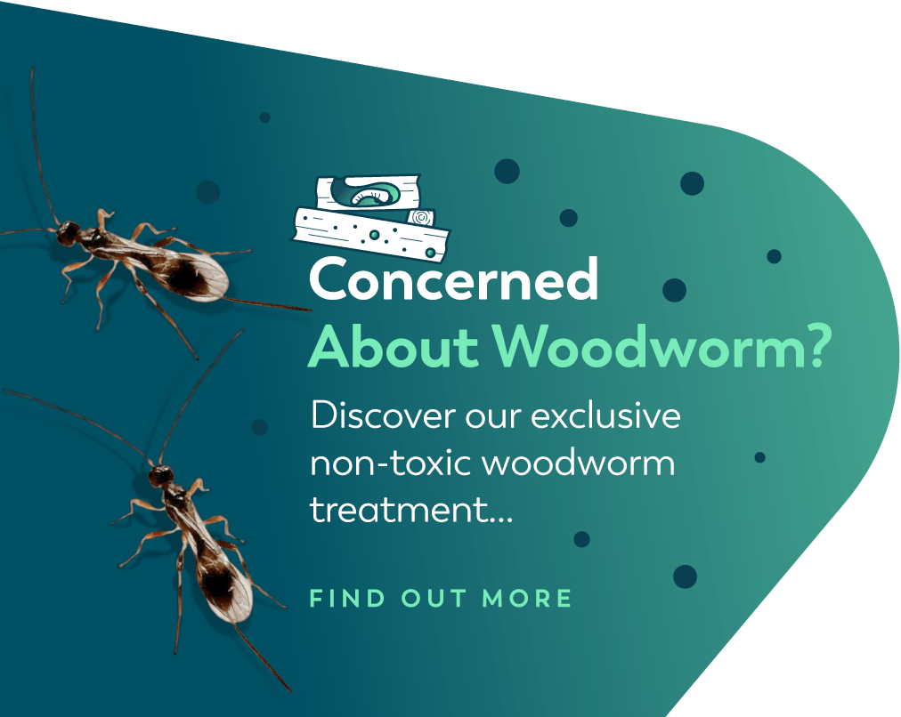 Woodworm treatment - Find out more