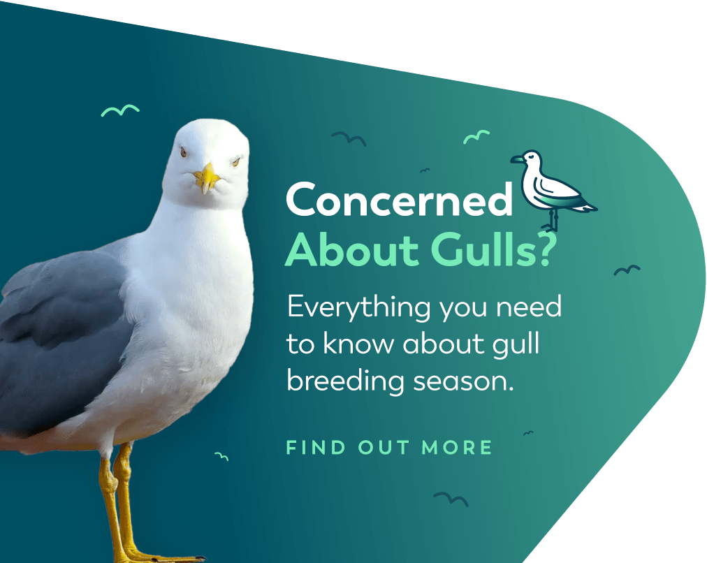 Concerned about gulls?