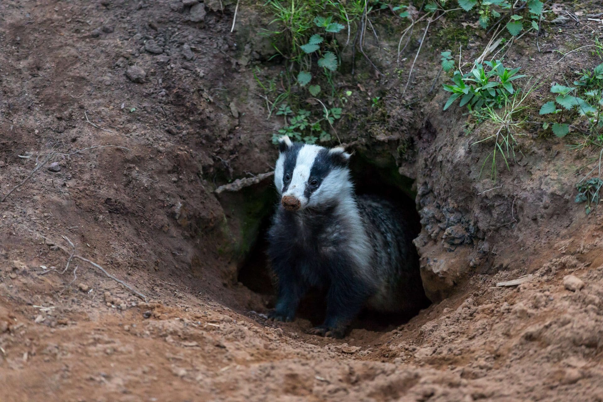 Badger control