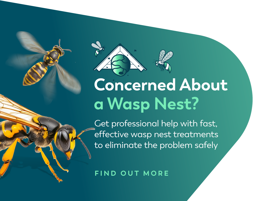 Concerned about a wasp nest?