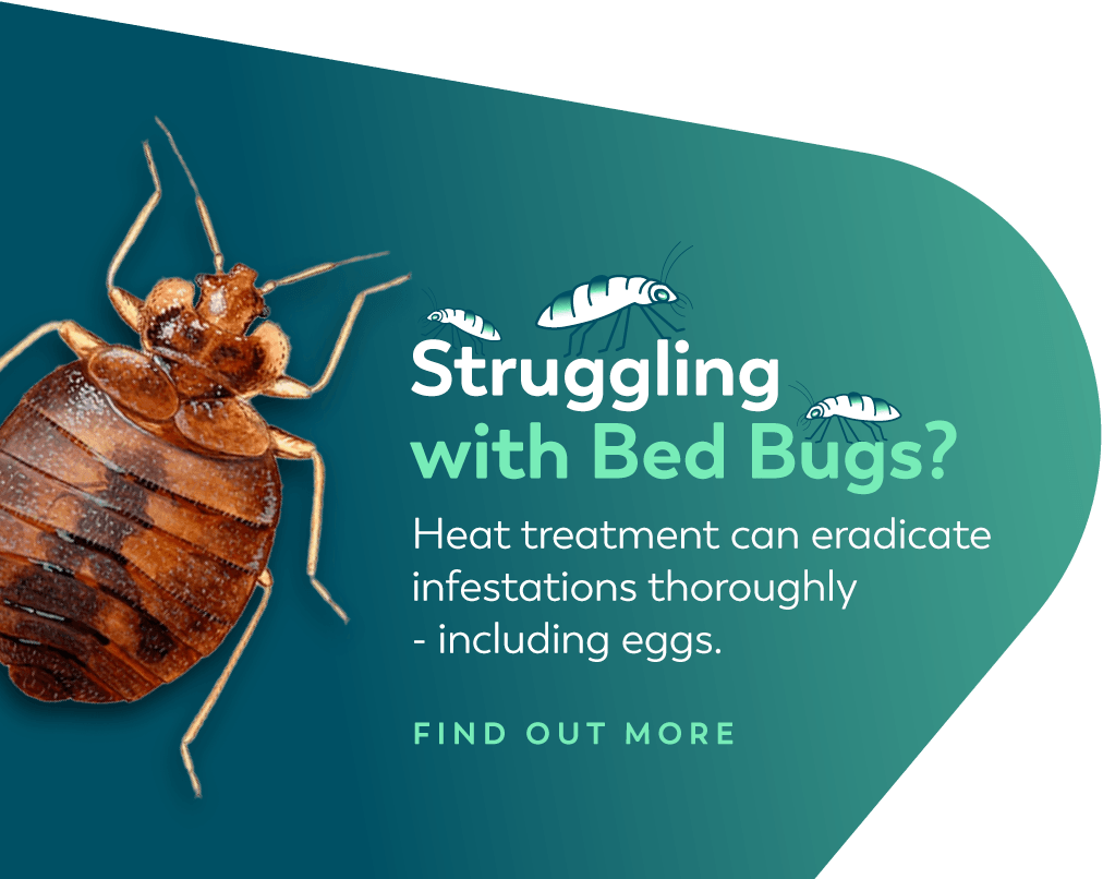 Giant Bed Bug on CTA pop-out - Struggling with Bed Bugs